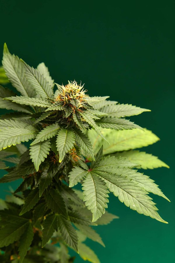 La fleur de CBD : quels en sont les bienfaits ?