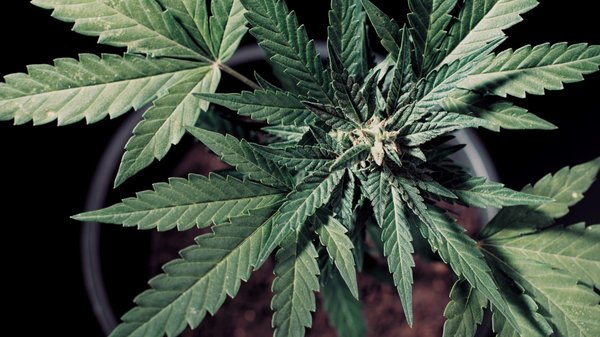 Comparatif sites de chanvre : l'importance des tests des produits proposés